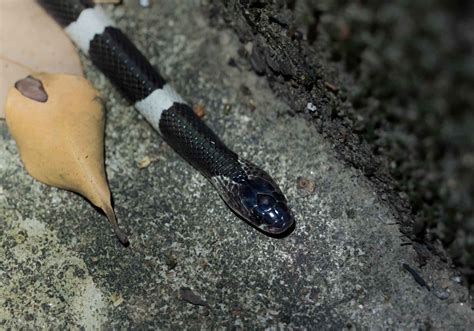 香港蛇|香港後棱蛇 — HongKongSnakeID.com